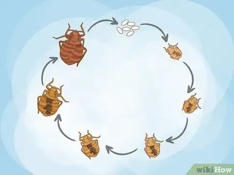 Image titled Get Rid of Bed Bugs Step 1