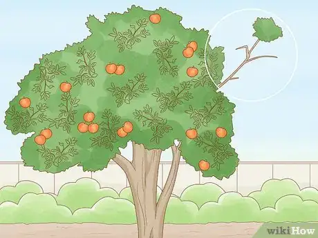 Image titled Prune a Satsuma Tree Step 3