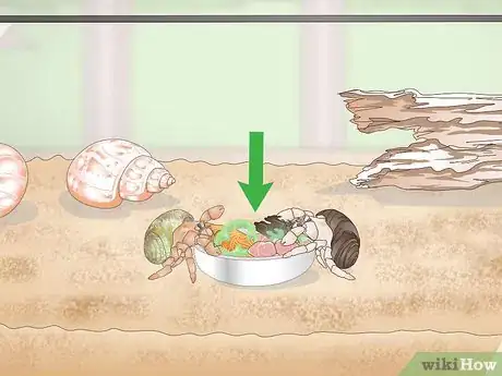 Image titled Create a Hermit Crab Habitat Step 7