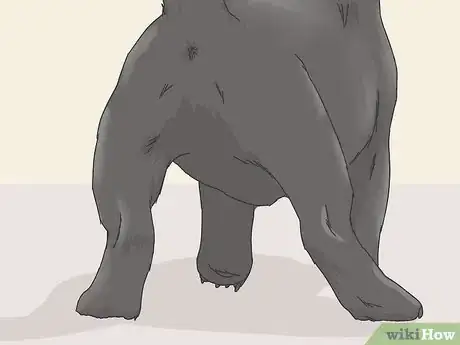 Image titled Identify a Pure Labrador Puppy Step 6