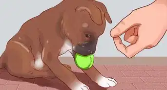 Train a Boxer Puppy