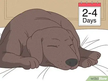 Image titled Comfort Dog with Pancreatitis Step 13