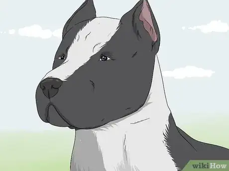 Image titled Identify a Pitbull Step 2