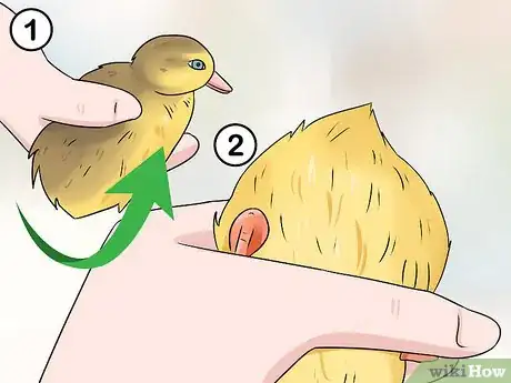 Image titled Tell the Sex of a Baby Duck Step 10