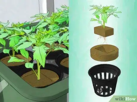 Image titled Grow Hydroponic Tomatoes Step 12