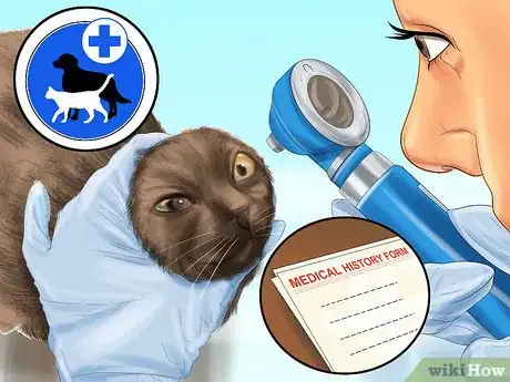 Image titled Diagnose and Treat Bulging Eye in Cats Step 5