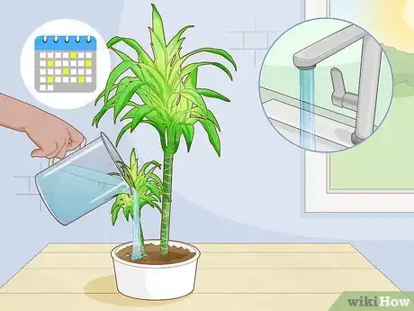 Image titled Care for a Dracaena Step 4