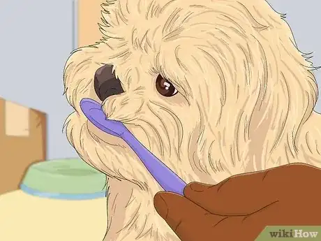 Image titled Take Care of a Shih Tzu Step 11