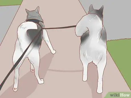 Image titled Encourage Dogs to Mate Naturally Step 3