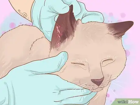 Image titled Diagnose and Treat Ear Infections in Cats Step 3