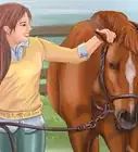 Get Your Horse to Trust and Respect You