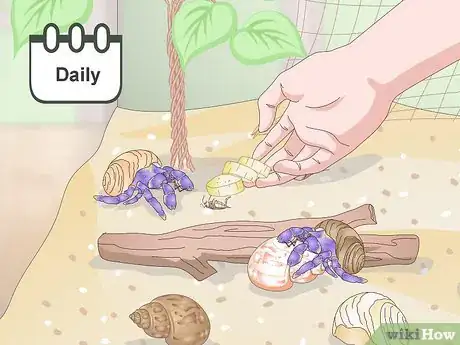 Image titled Care for a Hermit Crab (Purple Pincher) Step 11