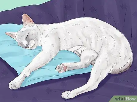 Image titled Know if Your Cat Is Getting Enough Sleep Step 1