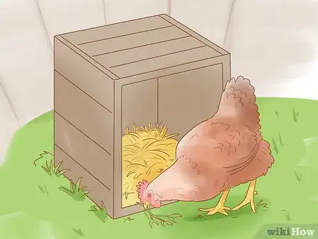 Image titled Tell when a Hen Is Ready to Lay Step 6