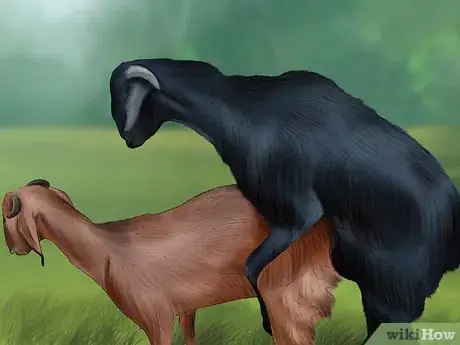 Image titled Breed Goats Step 10