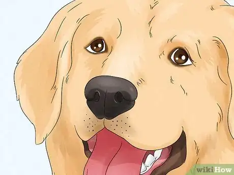 Image titled Identify a Golden Retriever Step 3