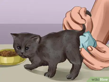 Image titled Clean an Orphaned Kitten Step 5