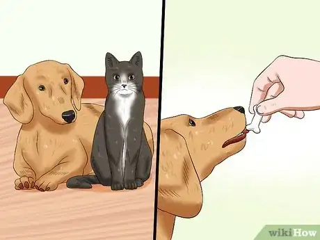 Image titled Introduce an Older Cat to a New Dog Step 11