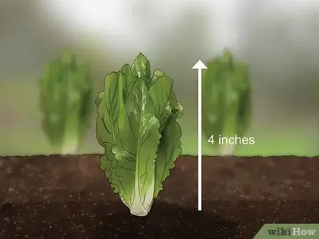 Image titled Harvest Romaine Lettuce Step 10