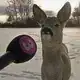 QuestionableDeer