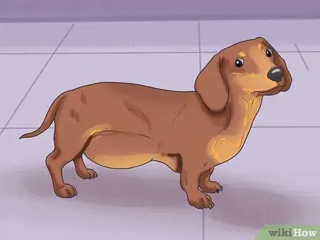 Image titled Know If Your Dog Has Cancer Step 10