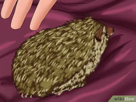 Image titled Care for a Baby Hedgehog Step 13