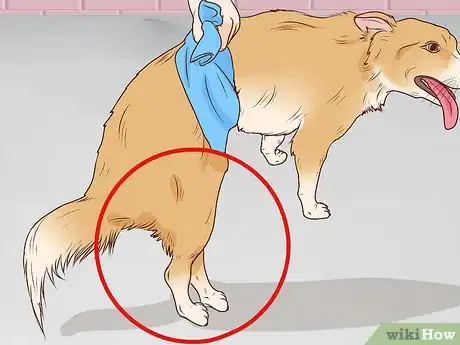 Image titled Know if Your Dog Has a Slipped Disc Step 1