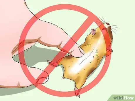 Image titled Know when Your Hamster Is Pregnant Step 10