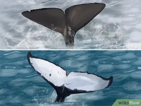 Image titled Identify Whales Step 4