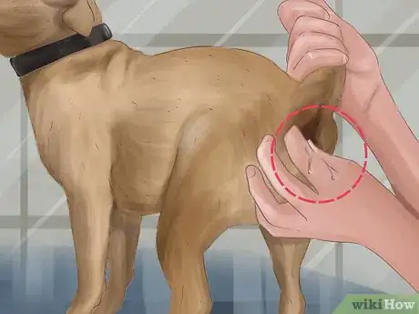 Image titled Express a Dog's Anal Gland Step 12