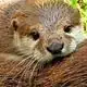 Otterly Badgerific