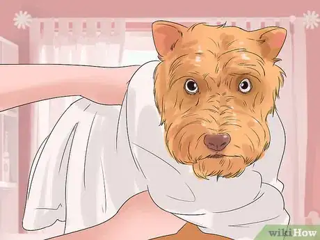 Image titled Groom a Cairn Terrier Step 16