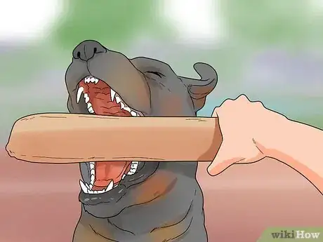 Image titled Identify a Rottweiler Step 3