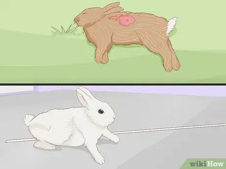 Image titled Care for an Injured Rabbit Step 13