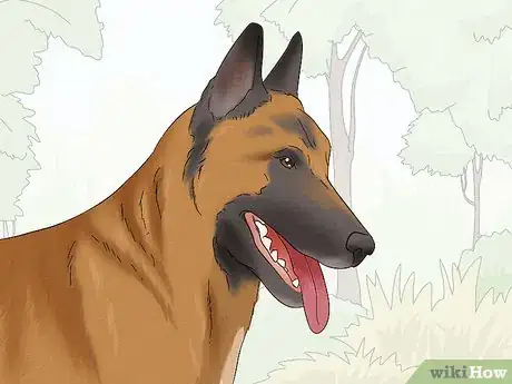 Image titled Identify a Belgian Malinois Step 2