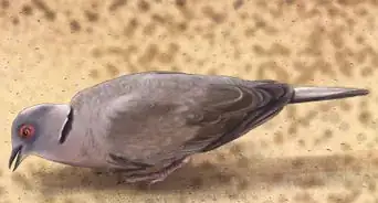 Identify a Mourning Dove