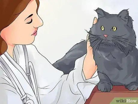 Image titled Treat Ear Haematomas in Cats Step 13