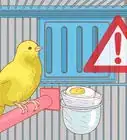 Care for Your Canary