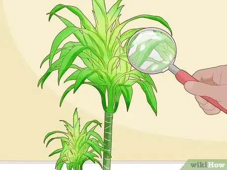 Image titled Care for a Dracaena Step 8