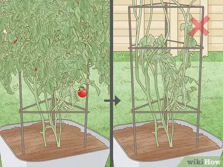 Image titled Prune Patio Tomatoes Step 3