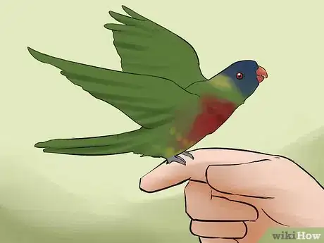 Image titled Socialize a Lory or Lorikeet Step 7