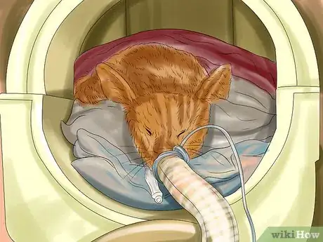 Image titled Diagnose and Treat Bulging Eye in Cats Step 7