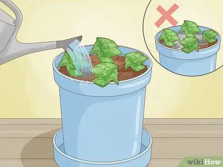 Image titled Grow Lettuce Indoors Step 9