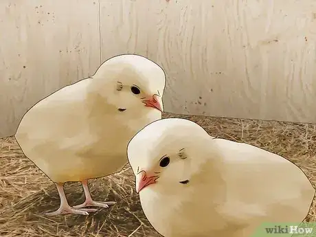 Image titled Raise Chickens for Eggs Step 9