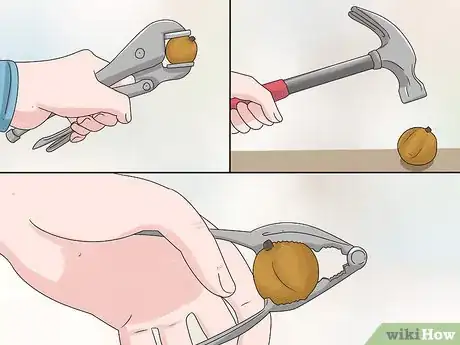 Image titled Harvest Macadamia Nuts Step 10