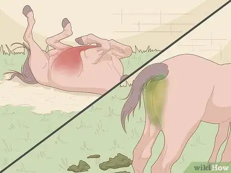 Image titled Know if Your Horse Is Sick Step 4