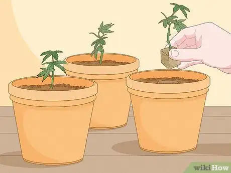 Image titled Clone Cannabis Step 12