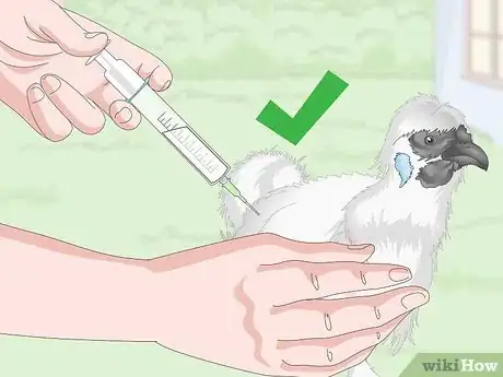 Image titled Care For Silkie Chickens Step 19