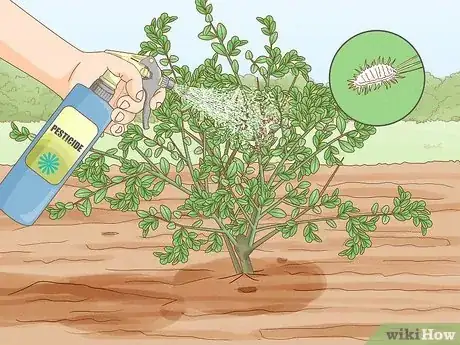 Image titled Grow Finger Limes Step 10