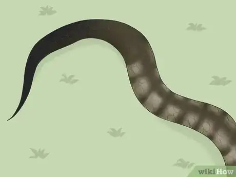 Image titled Identify Snakes Step 7